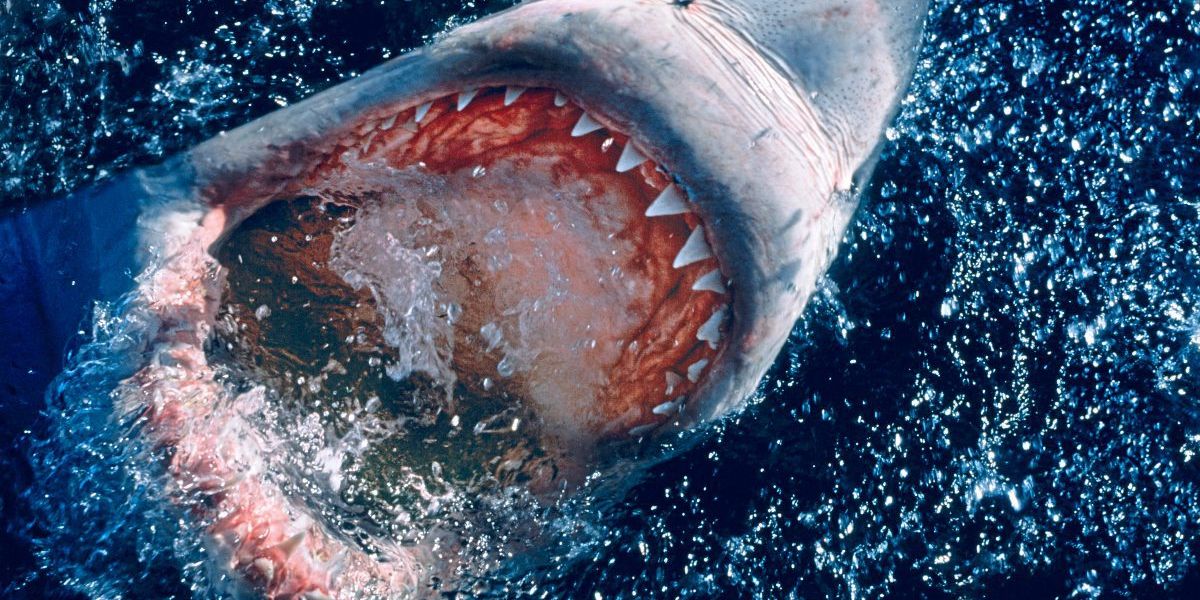 Neue Aufnahmen zeigen Orca-Angriffe auf Weiße Haie vor Südafrika