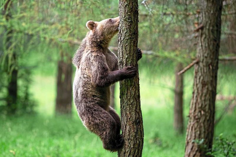 Bär tötete in der Slowakei einen Pilzsammler