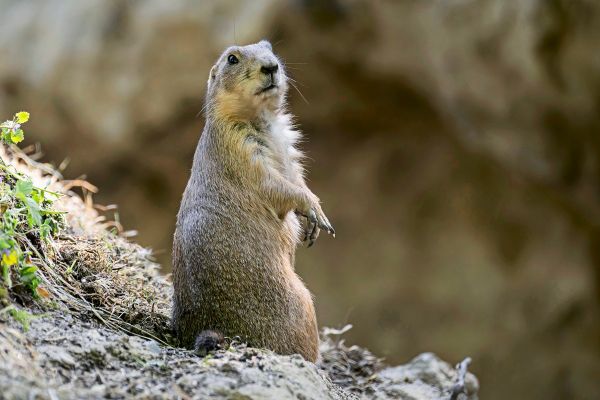 Schwarzschwanz-Pr-riehunde-bezogen-umgestaltetes-Gehege-in-Sch-nbrunn
