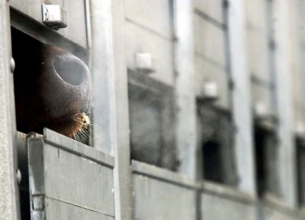 Rinder-bei-Transport-in-T-rkei-verendet-Vorw-rfe-gegen-Firma-aus-N-