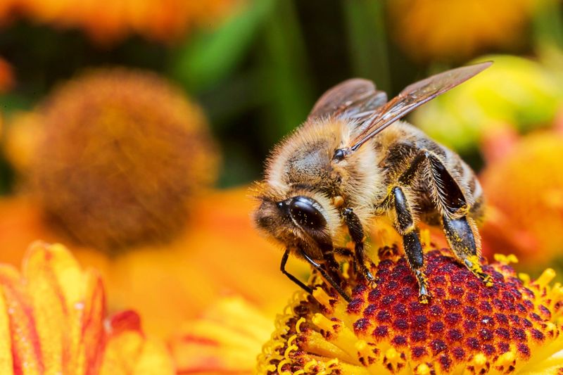 Tierschutzverein Österreich: Starker Rückgang der Honigbienen