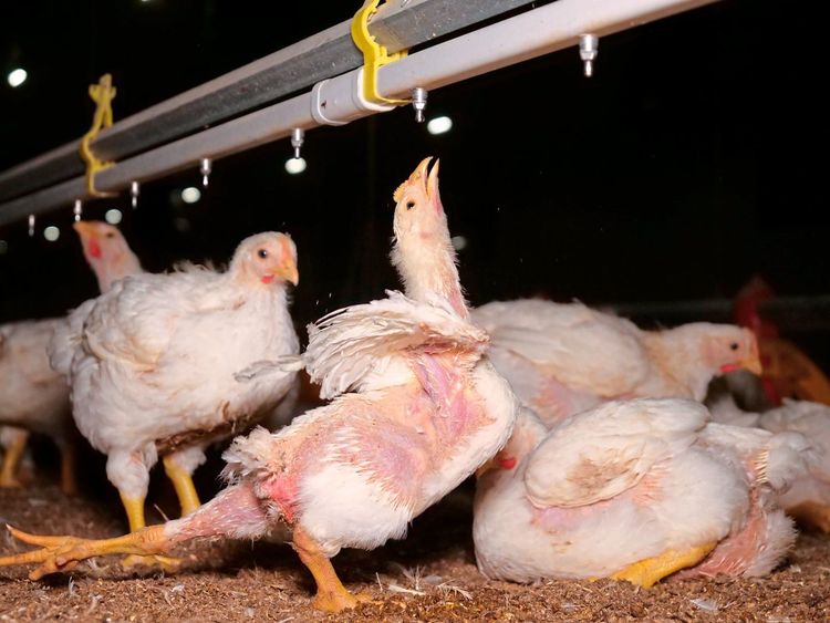 Tierquälerei In Mastbetrieben Vgt Veröffentlichte Zwei Weitere Fälle Landwirtschaft 2020