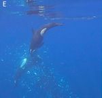 Wie Orcas riesige Mondfische zur "Explosion" bringen