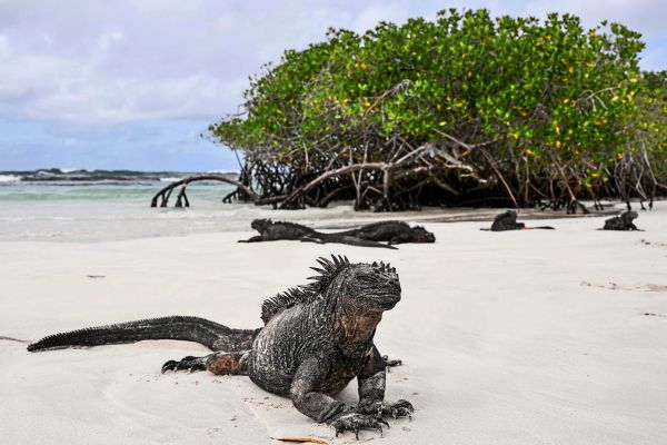 Ecuador-erlaubt-Abbau-von-Rohstoffen-auf-Gal-pagos-Inseln