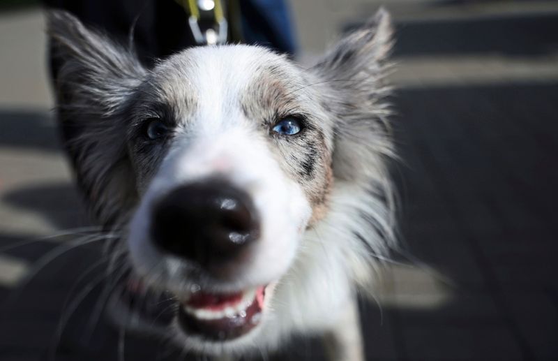 Eye-Tracking zeigt: Hunde staunen über regelwidriges Verhalten von Menschen