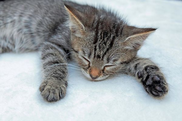 Katzen-schlafen-lieber-auf-der-linken-Seite-Warum-ist-das-so-