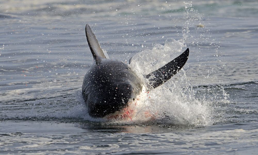 Drohne filmt Orca-Angriff auf Weißen Hai