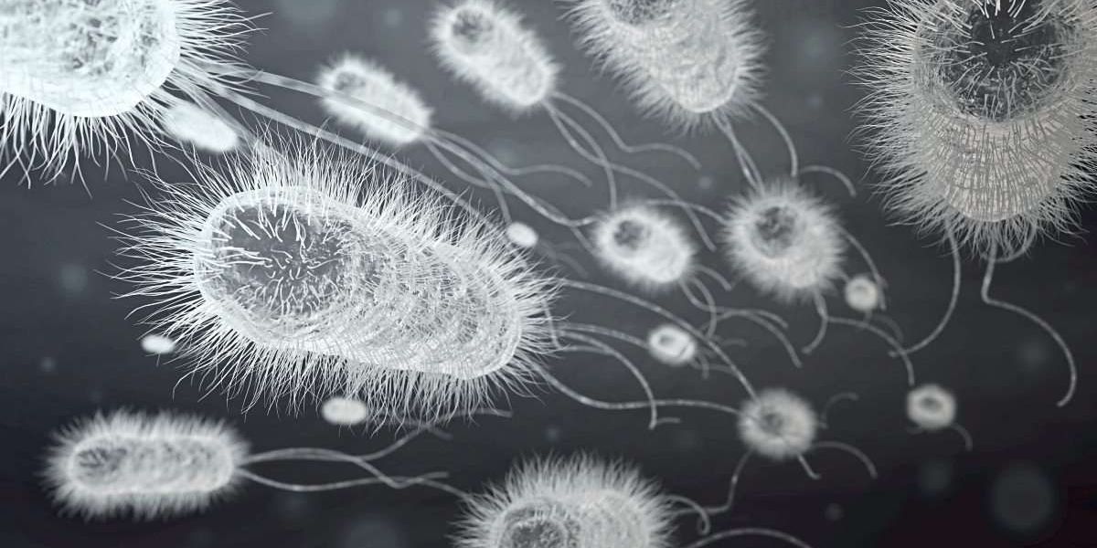 Bakterien schmieden das Material der Zukunft
