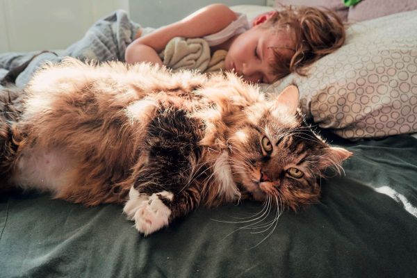 Was-alles-will-Deine-Katze-zwischen-ein-und-sechs-Uhr-von-Dir-