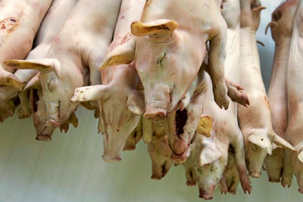 Schweinebauern-schlagen-wegen-Preisverfalls-Alarm