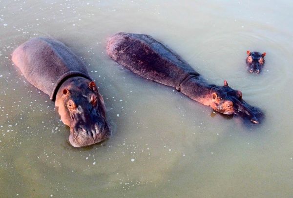 Kolumbien-will-Flusspferde-von-Drogenbaron-Escobar-t-ten