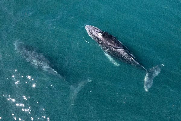 T-dliches-Virus-im-Atem-von-Walen-aufgesp-rt