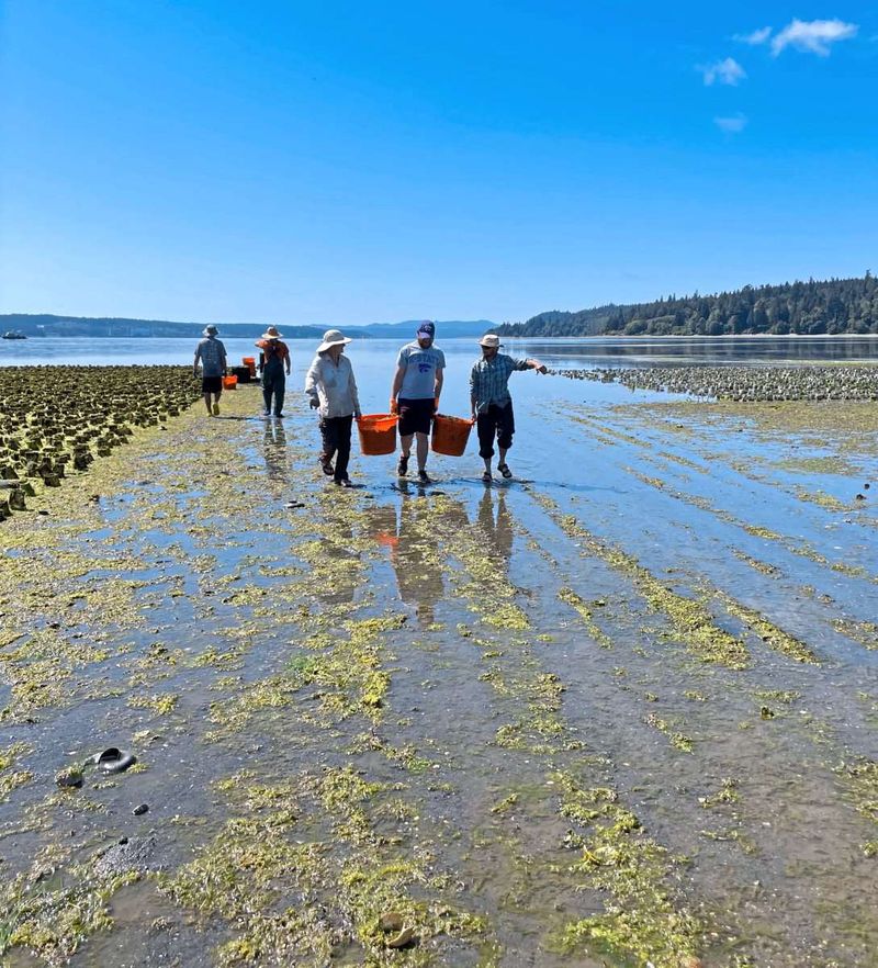 Grünalgen stören im Meer, helfen aber auf dem Acker – und speichern auch noch CO2