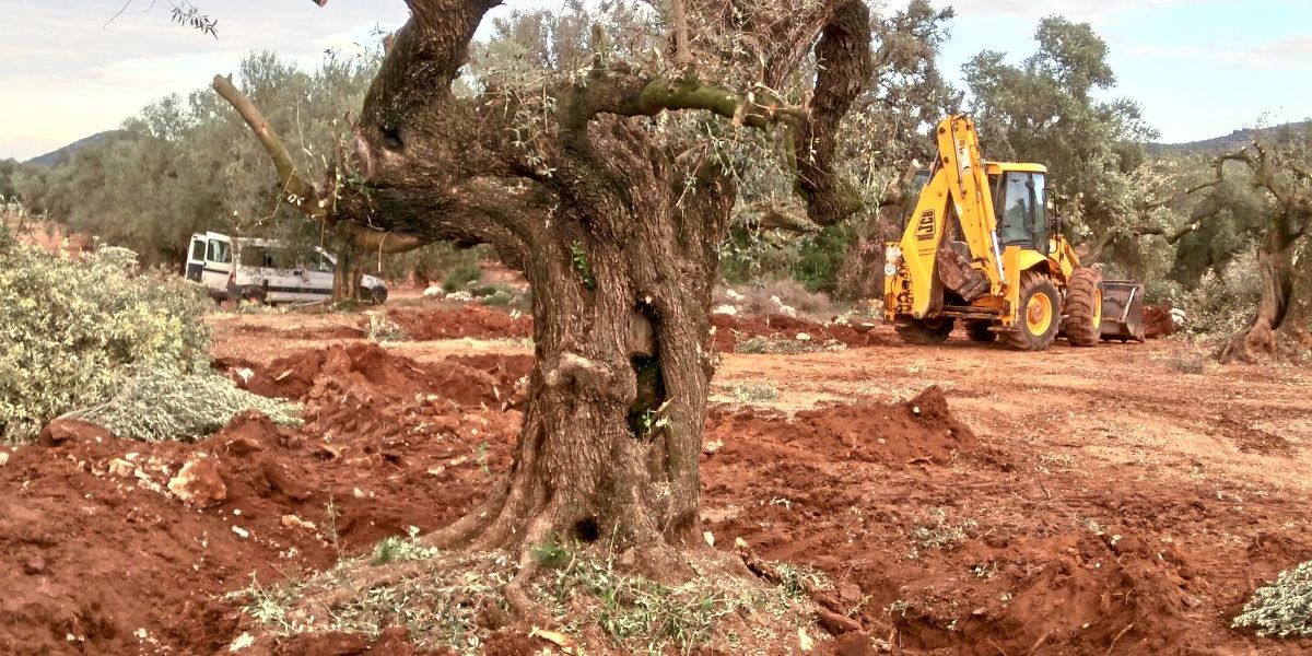 Wie Olivenbume zum globalen Luxusgut geworden sind - Umwelt,  Landwirtschaft & Klima - derStandard.de  Wirtschaft
