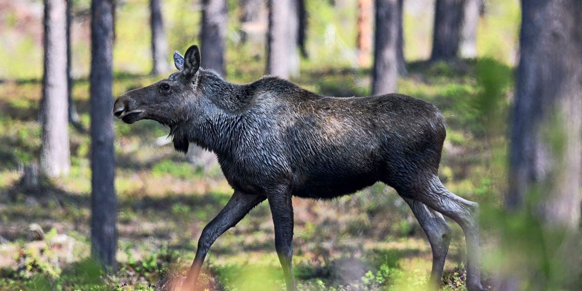 Österreich Atmet Auf Elch Emil Beendet Seine Wanderschaft - nopzri1