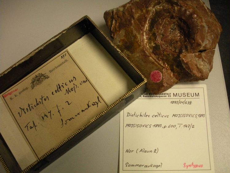 Fossil Ammonit