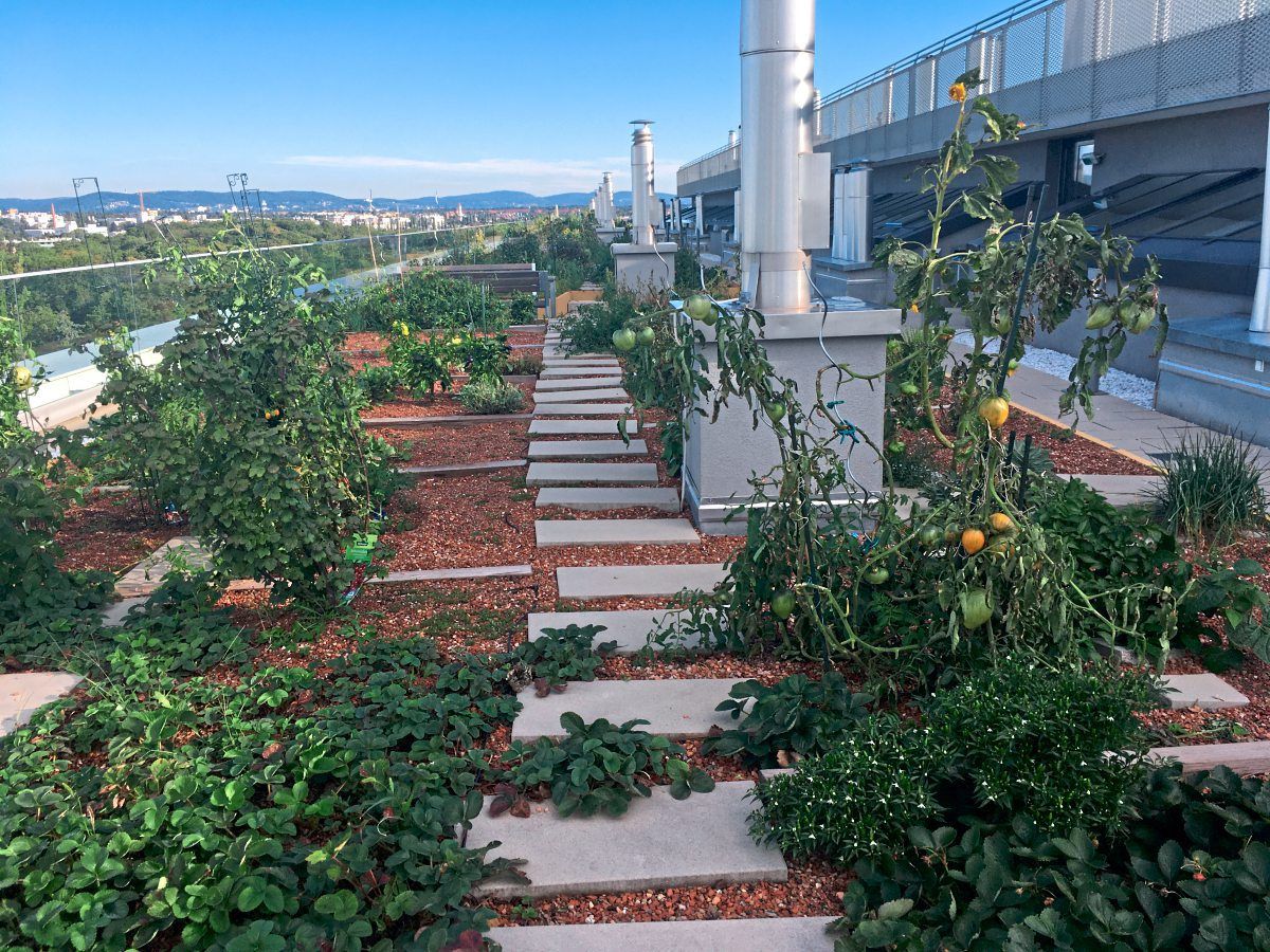 Garteln mit Ausblick Die Tomaten vom Hausdach Bauen