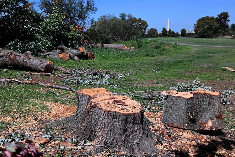 Gefällte Baumstämme und Baumabschnitte liegen auf dem Boden des East Potomac Golfplatzes in Washington, DC. Im Hintergrund ist das Washington Monument sichtbar.