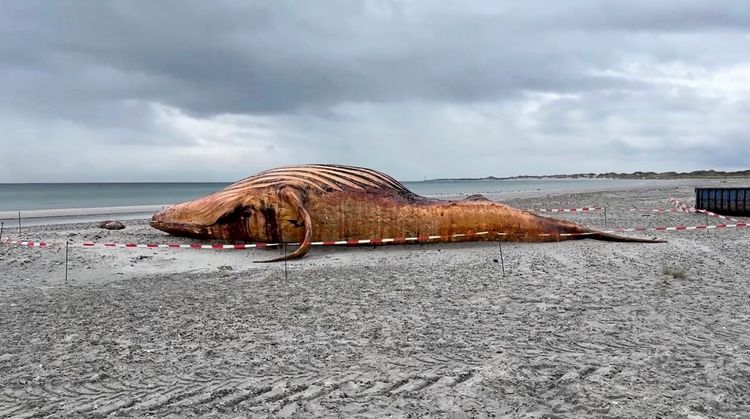 Ein toter Buckelwal liegt an der Küste der dänischen Insel Anholt auf sandigem Untergrund. Der Bereich ist mit rot-weißem Absperrband markiert. Im Hintergrund ist das Meer unter einem bewölkten Himmel zu sehen.