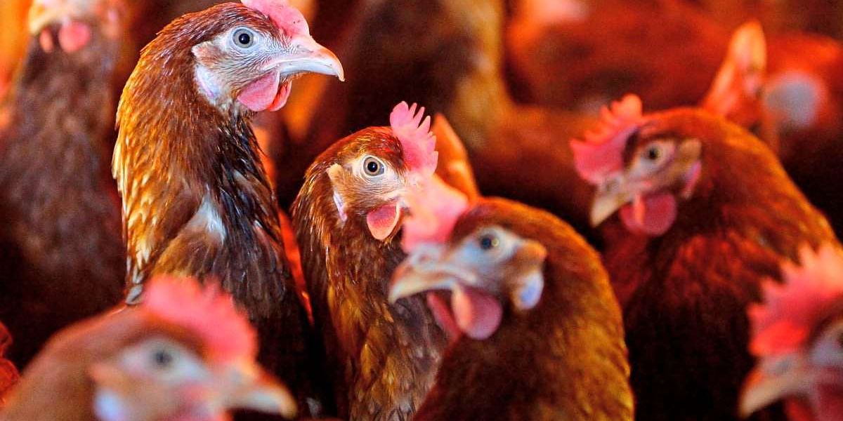 Egg supply safe for Christmas despite bird flu – Austria