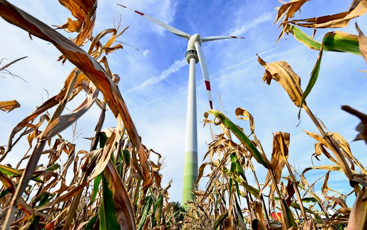 Ein Windrad im Windpark Bruck an der Leitha, Österreich, ragt über ein reifes Maisfeld. Der Himmel ist blau mit leichten Wolkenstreifen, die Rotorblätter des Windrads haben rote Markierungen.