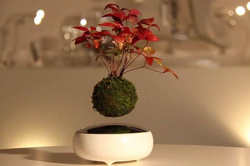 bogenhanf straight Sansevieria straight (Bogenhanf) kaufen