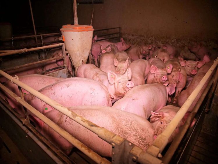 Belastendes Material aus Schweinehaltung