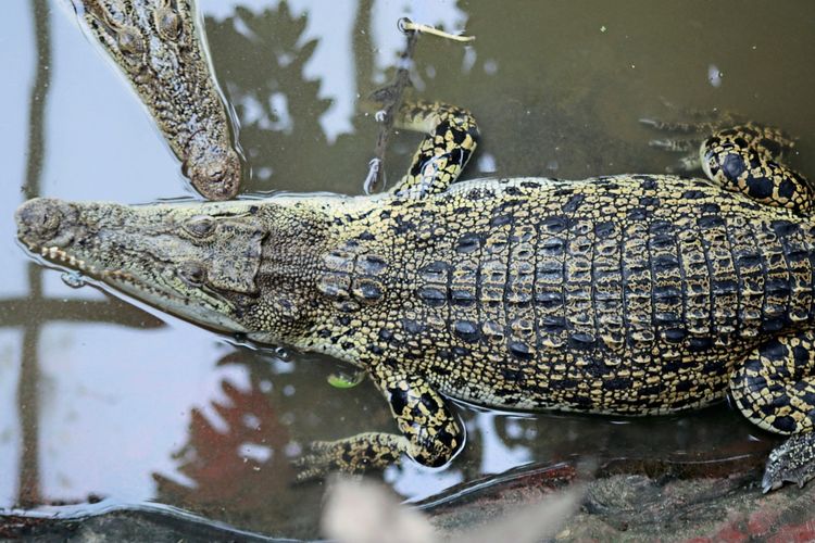 Zwei Krokodile schwimmen in einem Wasserbecken in einem Gehege. Eines ist groß und gut sichtbar, während das andere teilweise neben ihm auftaucht. Das Wasser ist trüb, und im Hintergrund sind Reflexionen und Schatten erkennbar.