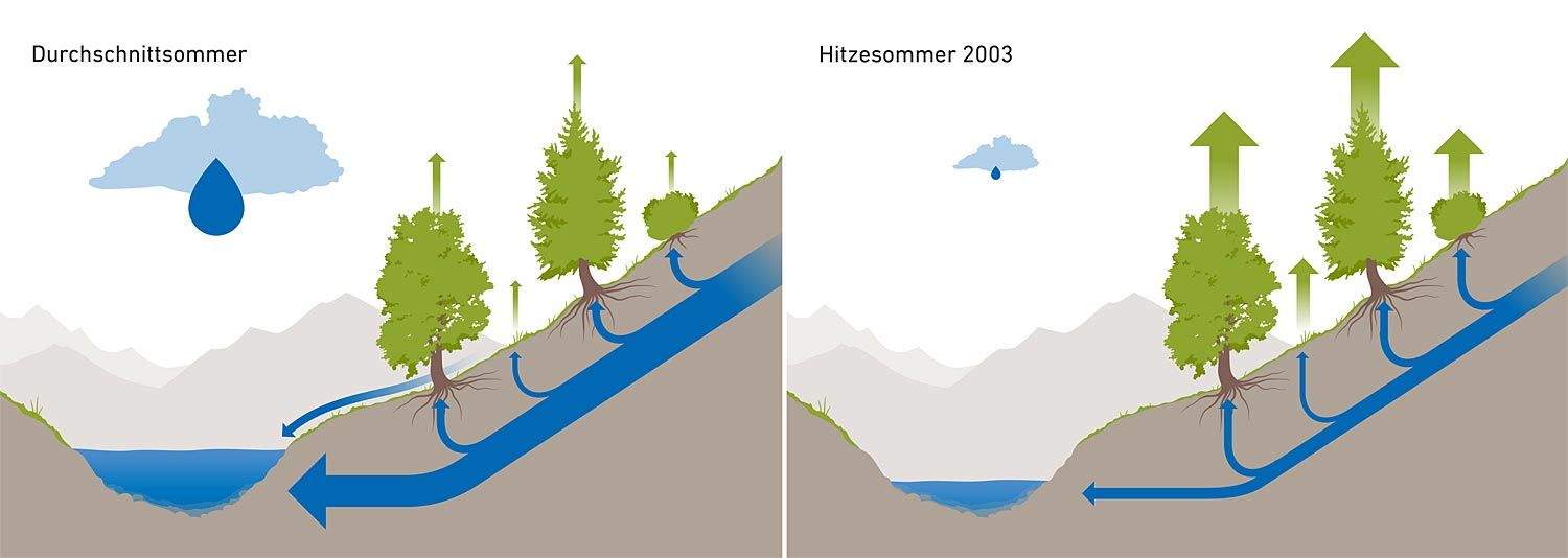 Alpen-Vegetation trägt künftig in Dürreperioden zur Austrocknung der ...