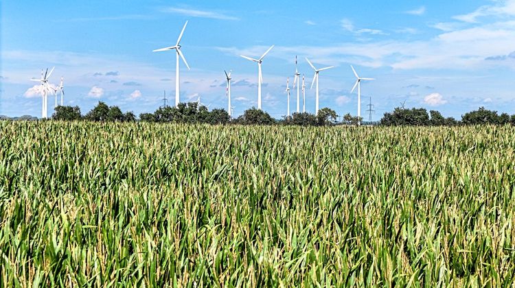 Maisfeld Windräder