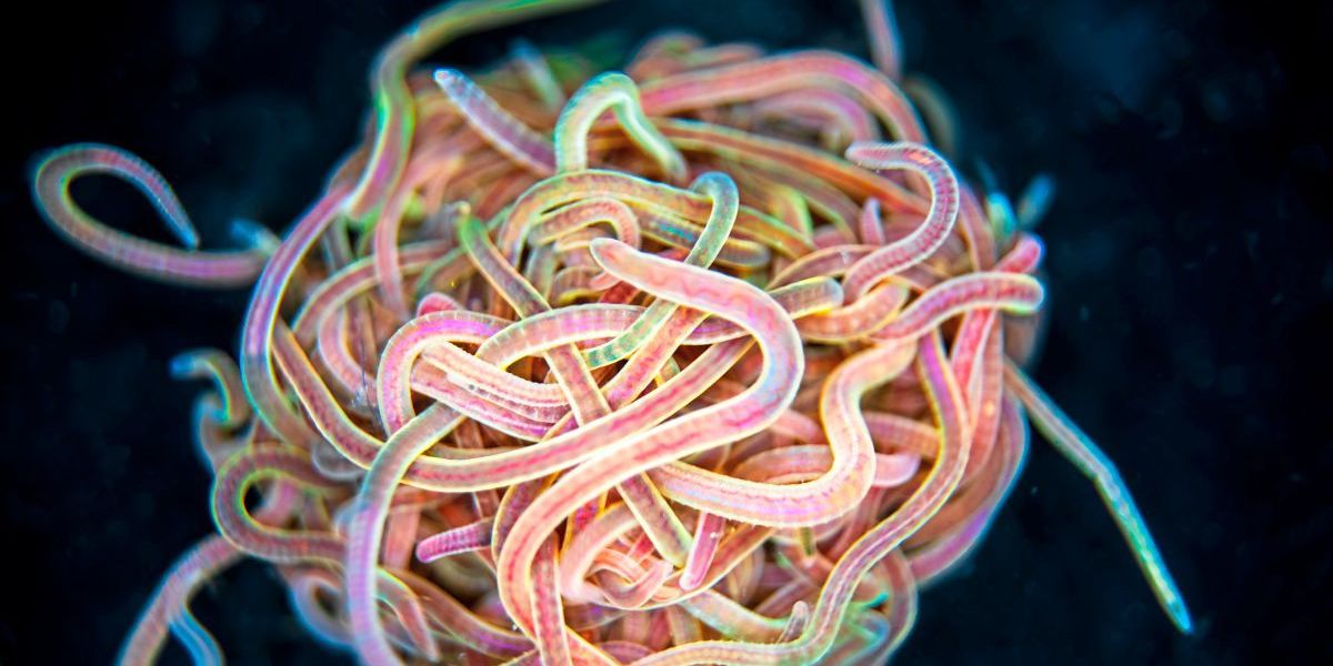 Rätsel um verblüffendes Schwarmverhalten riesiger Wurmkolonien gelöst