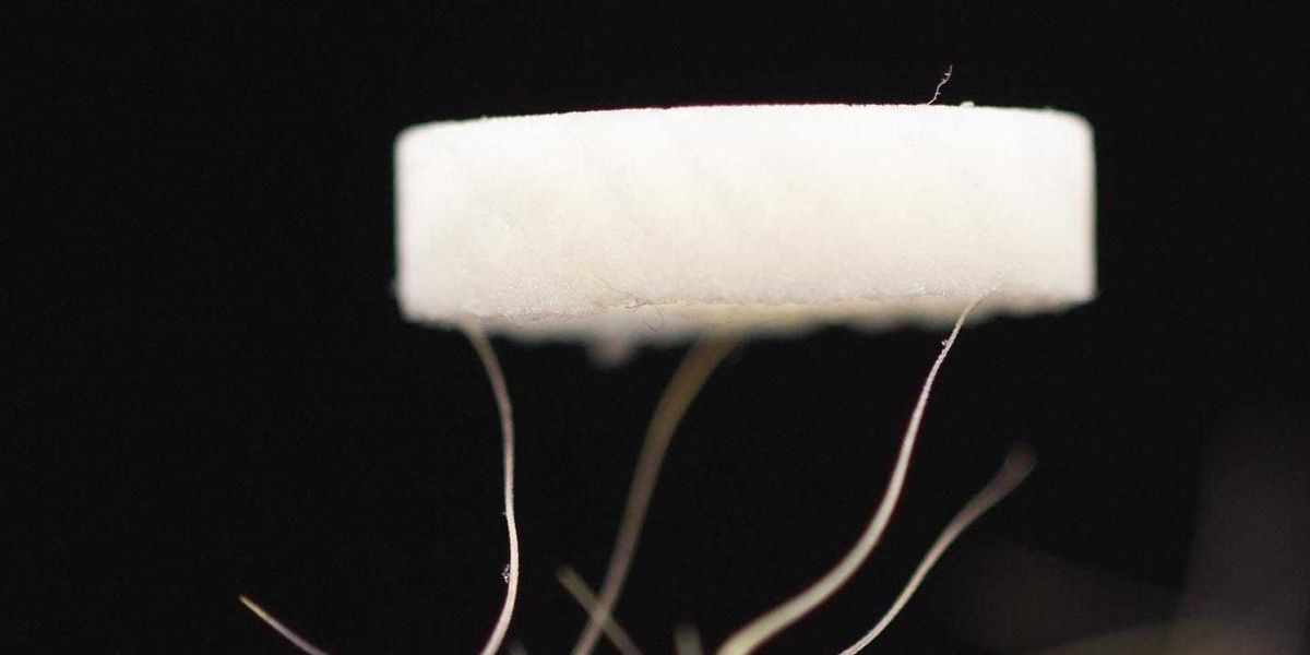 Wie Forscher mit alter Milch Gold aus Elektroschrott gewinnen