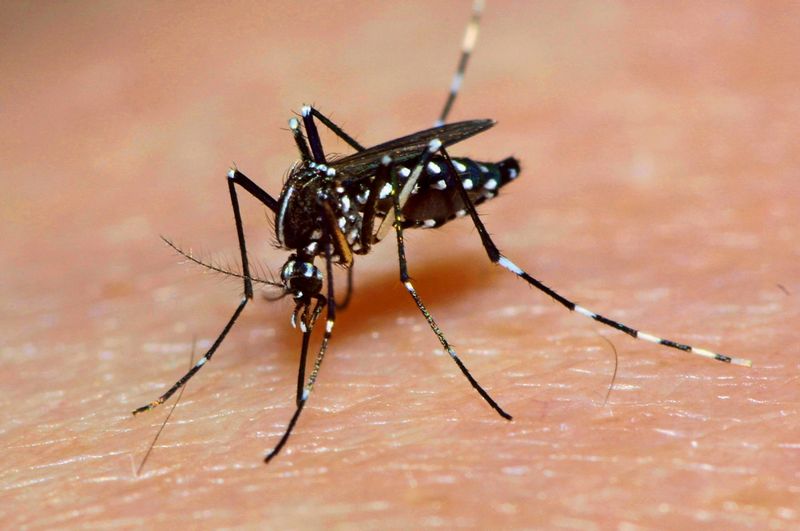 Borkenkäfer und Tigermücke profitieren von der Hitze