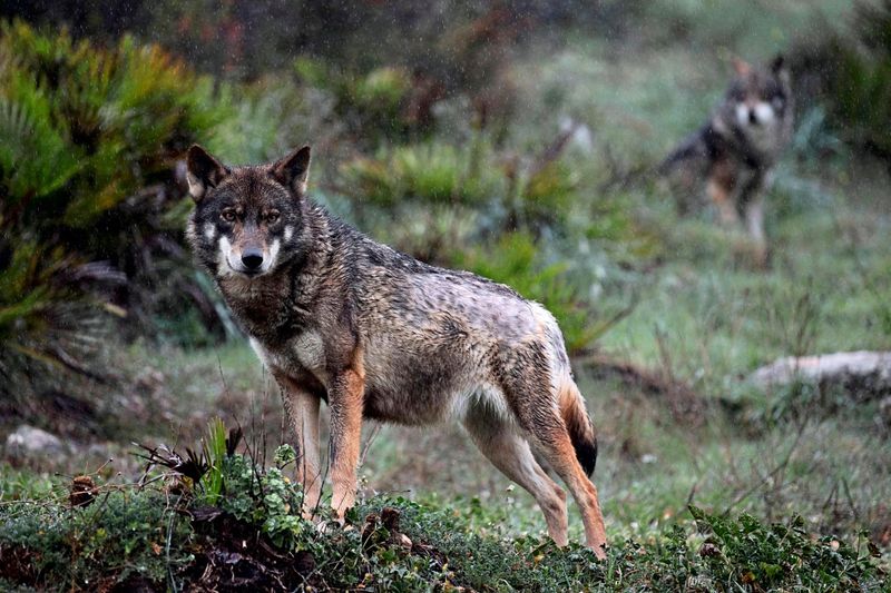 Reinhold Messner für "Tötung oder Sterilisation" von Wölfen, Tierschützer empört