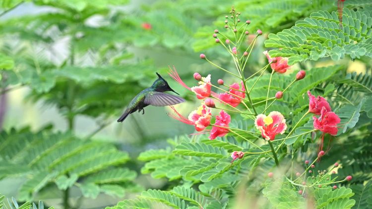 Kolibri im Schwirrflug vor einer Blüte