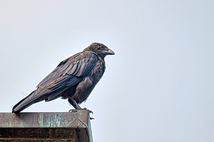 Rabenvogel sitzt auf einem Dachsims, genauer: die Spezies Aaskrähe.