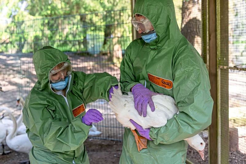 Ganz Österreich zu Vogelgrippe-Risikogebiet erklärt