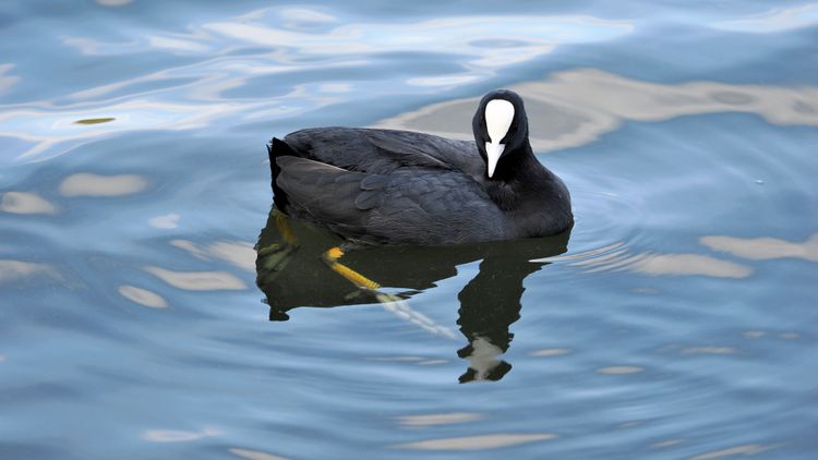 Das Bild zeigt einen schwarzen Vogel, der im Wasser schwimmt. Nur die Stirn und der Schnabel sind weiß. Es handelt sich um ein Blässhuhn.