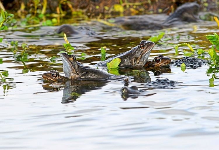 Zwei Grasfroschpaare in einem Teich an der Wasseroberfläche, die Männchen sitzen auf den Weibchen.