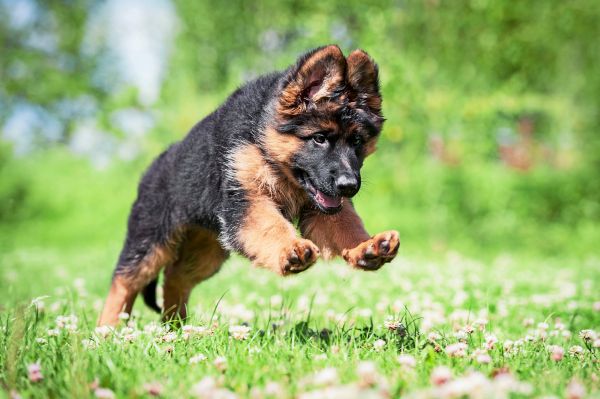 16-000-Jahre-Freundschaft-Hunde-schreiben-Europas-Geschichte-um