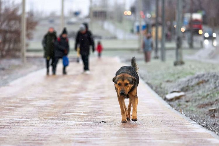 Hund auf winterlichem Fußgängerweg