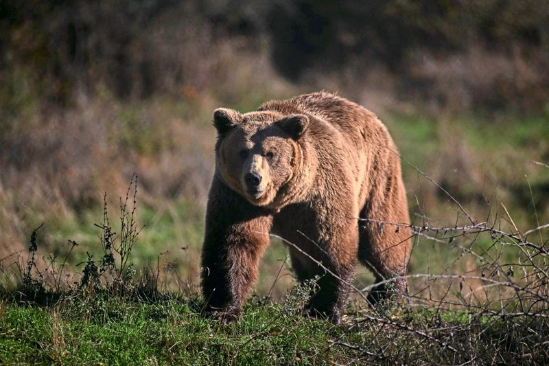 Ein Bär durchstreift Tiroler Bezirk Landeck