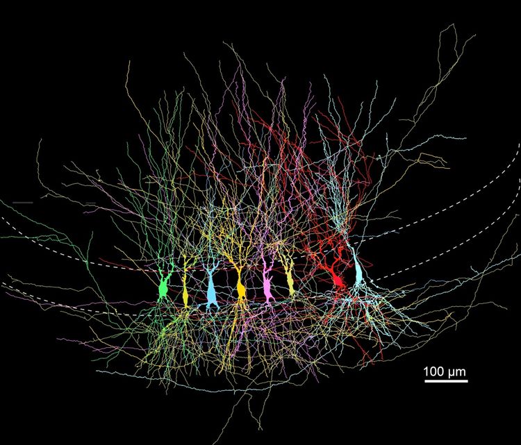 Eine Darstellung der Entwicklung von CA3-Pyramiden-Neuronen im Hippocampus nach der Geburt, mit Biocytin markiert und bunt gefärbt. Die Grafik zeigt die komplexen Verzweigungen und Formen der Neuronen vor einem schwarzen Hintergrund. Ein Maßstab von 100 µm ist unten rechts angegeben.