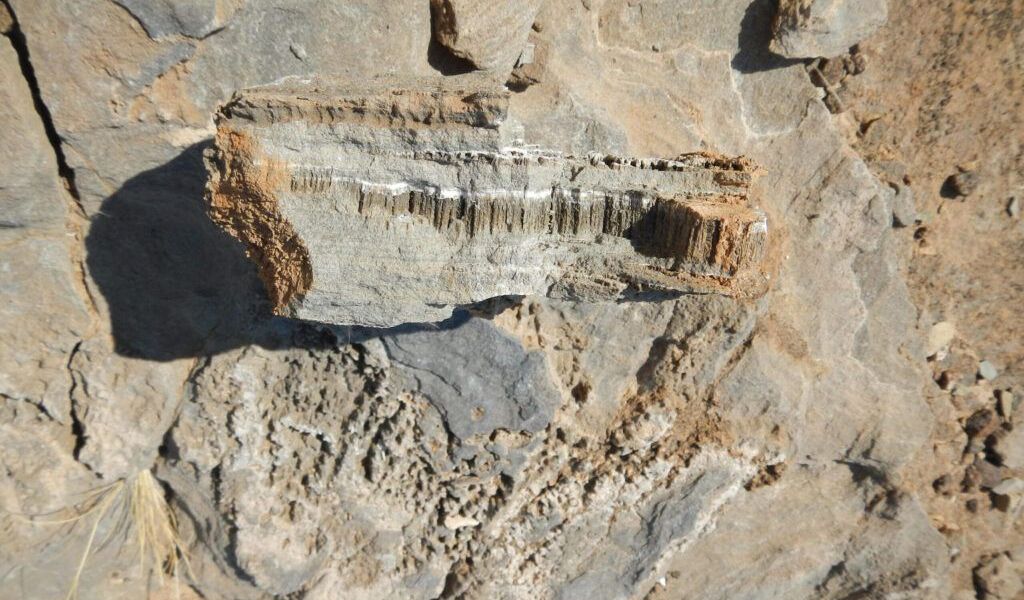 Rätselhafte Röhrchen in der Wüste könnten von unbekannter Lebensform stammen