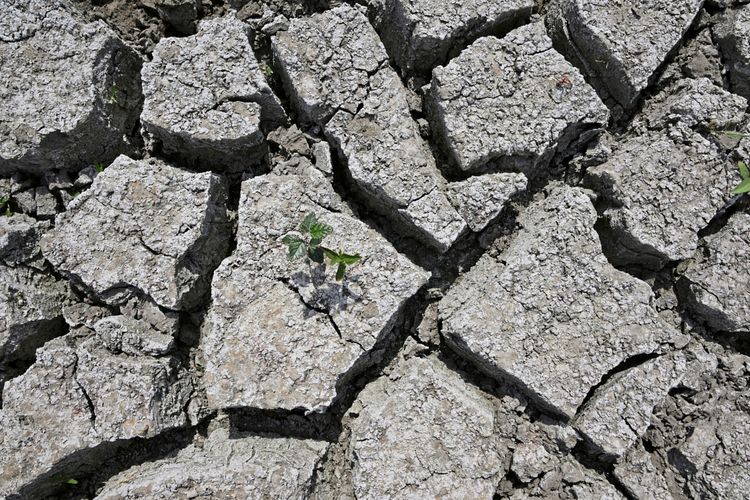 Eine ausgetrocknete und rissige Erdoberfläche mit einer kleinen grünen Pflanze, die aus einem der Risse wächst. Symbolbild für Trockenheit, Hitze und Klimawandel.