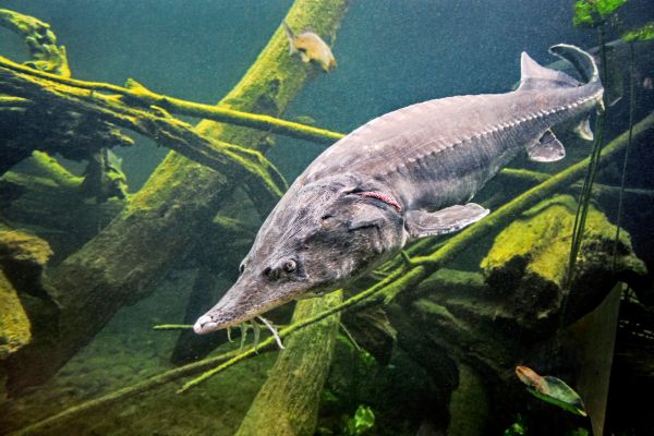 Wanderfische-geraten-immer-mehr-unter-Druck