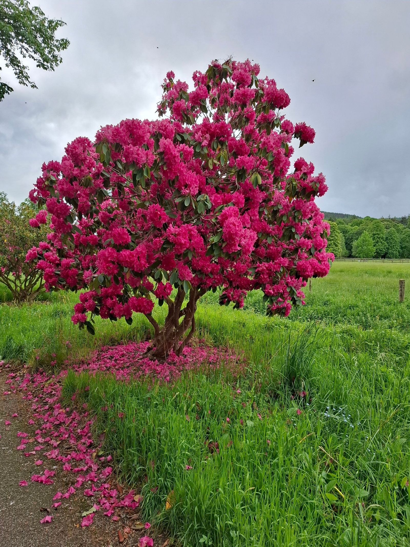 Ein blühender Baum in saftig grüner Wiese bei bewölktem Himmel