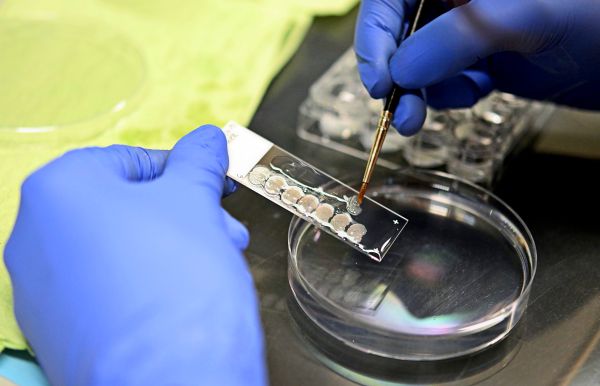 Forscher-lassen-200-000-menschliche-Gehirnzellen-in-einer-Petrischale-Doom-spielen