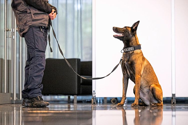 Polizei Hund Ermittlungen