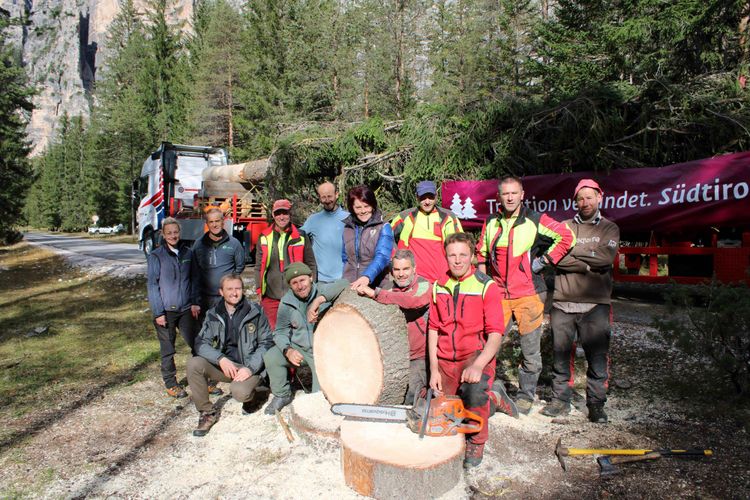 Forstmitarbeiter posieren in Südtirol vor dem gefällten Christbaum für Wien
